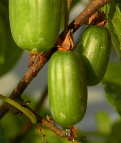 Spécialiste des Petits fruits - Pépinières TRAVERS