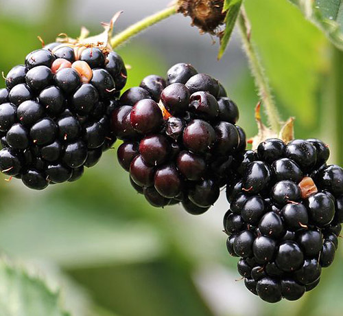 Spécialiste des Petits fruits - Pépinières TRAVERS