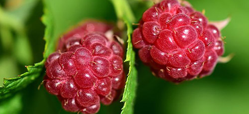 Spécialiste des Petits fruits - Pépinières TRAVERS