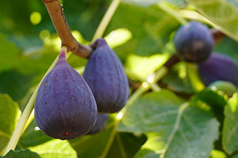 Spécialiste des Petits fruits - Pépinières TRAVERS