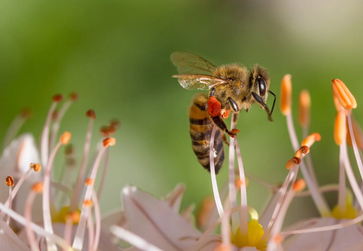 abeille sur fleur pollinisation