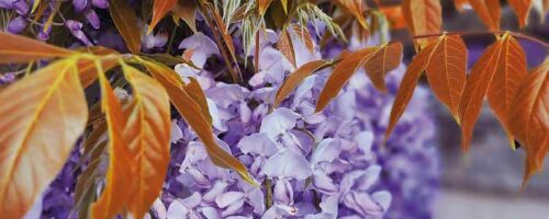 photo de La Glycine Blue Line 'Copper Leo'