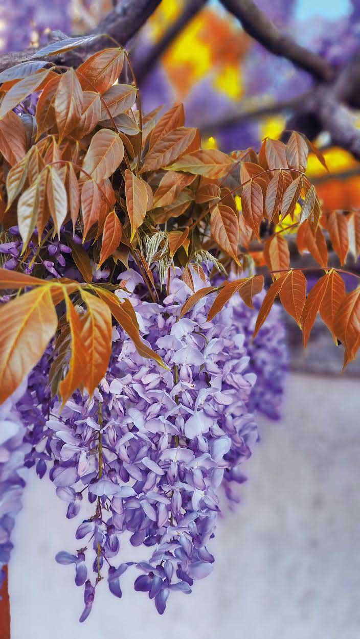 glycine photo de La Glycine Blue Line 'Copper Leo'
