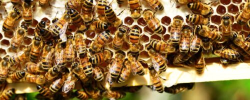 abeilles dans ruche