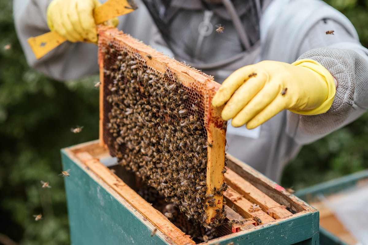 ruche abeille ruche abeille