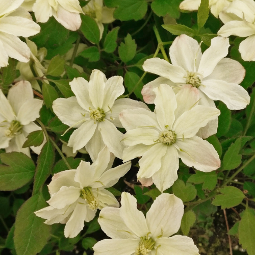Clématite montana Starlet® White Perfume 'fpdw2009 Clématite montana Starlet® White Perfume 'fpdw2009