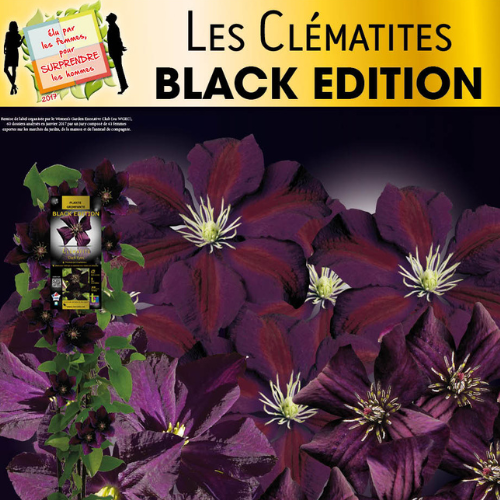Collection de clématites 'Black Edition'