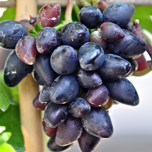 Vigne à fruits Philipp
